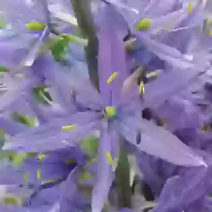 Cusickii
